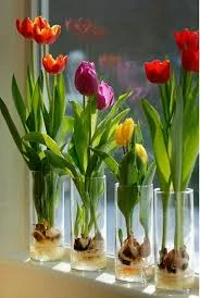 Cebulki tulipanów