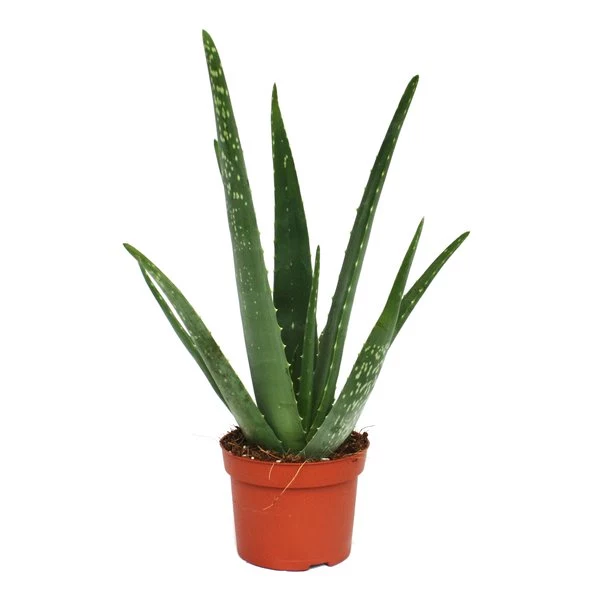 Aloes doniczkowy właściwości