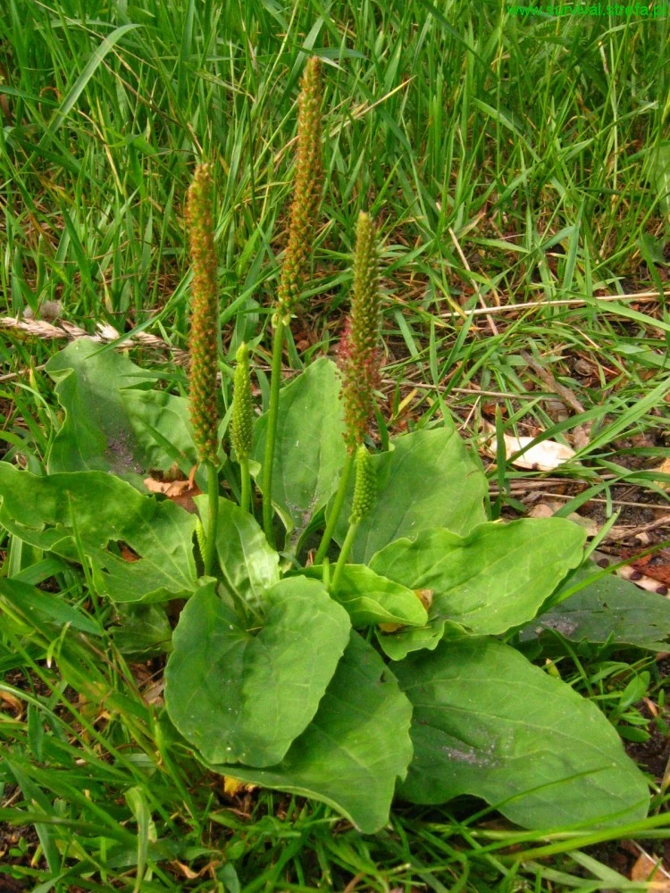 Przepis na maść krok 2