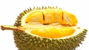 10 właściwości zdrowotnych owocu durian