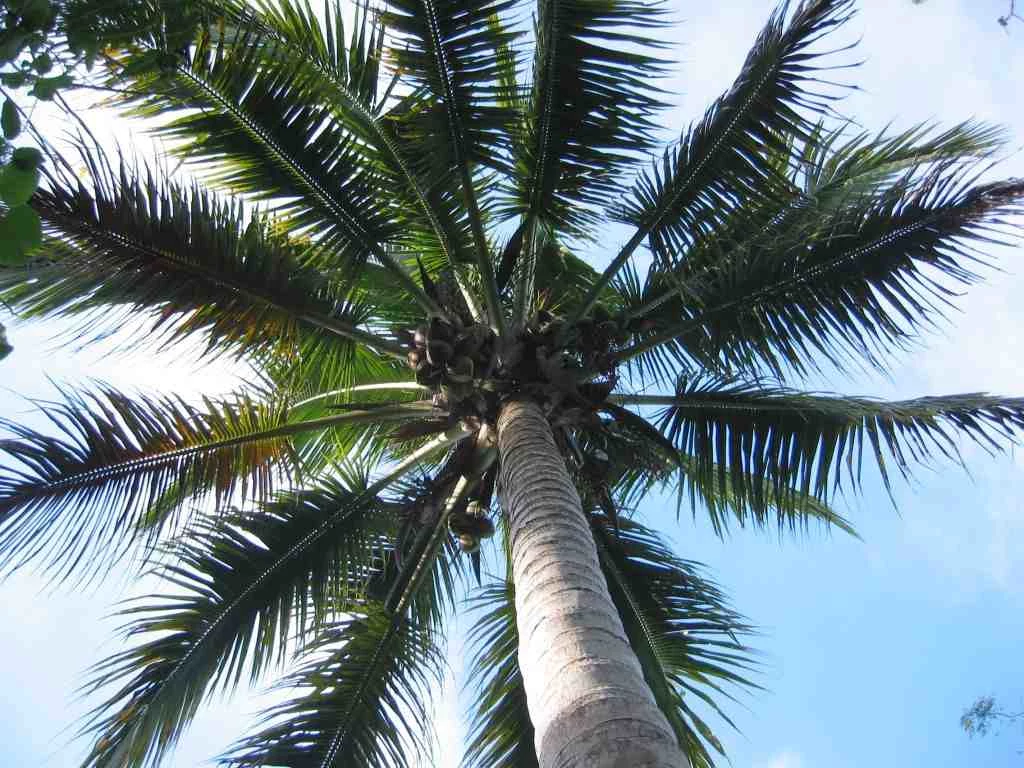 Liście drzewa kokosowego