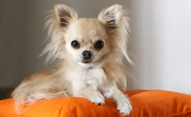 Ile żyje pies Chihuahua