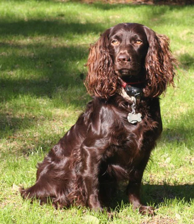 Ile żyje pies Boykin spaniel