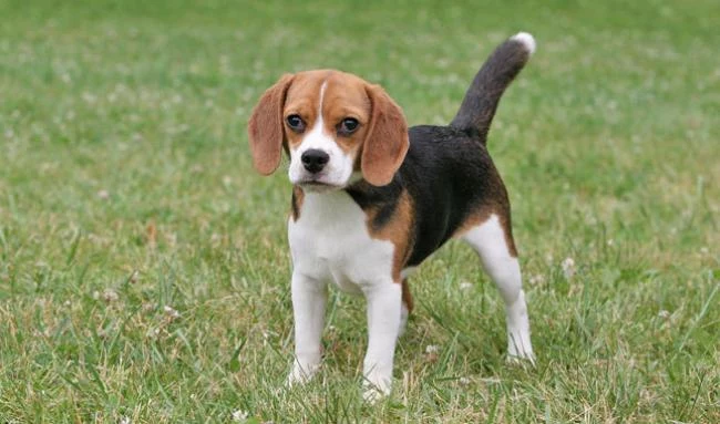 Ile lat żyje Beagle