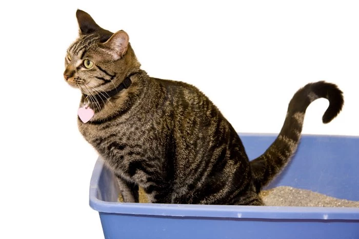 Jak usunąć koci mocz