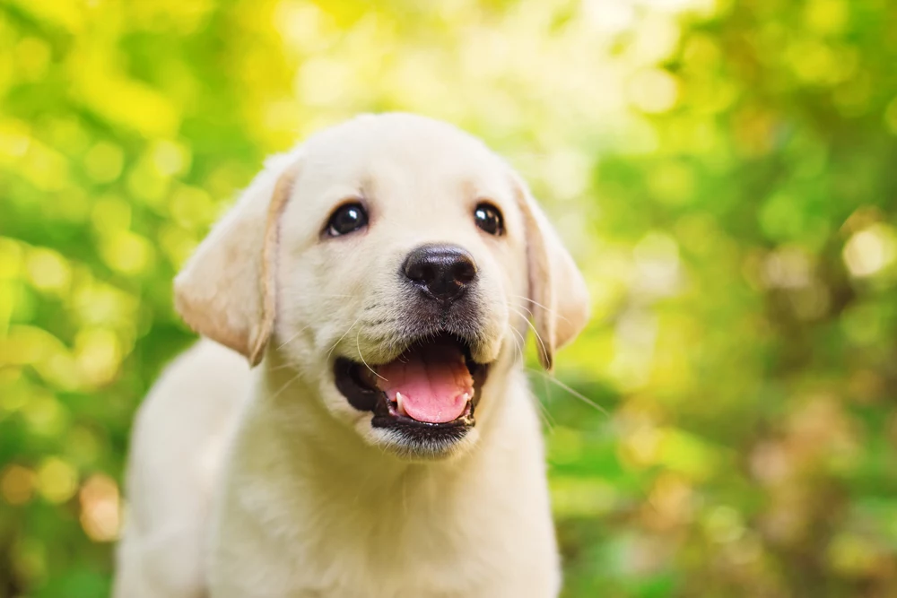 Labrador Retriver