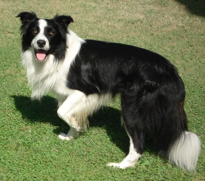 Border Collie