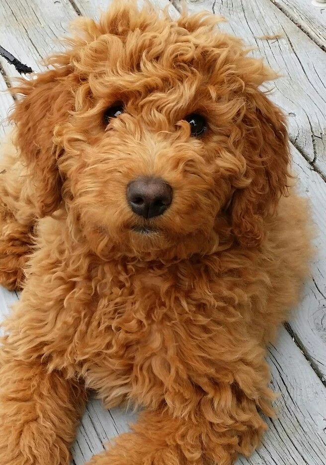 Goldendoodle