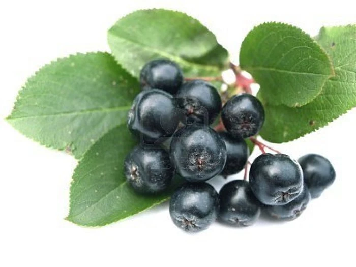 Aronia działanie antyoksydacyjne