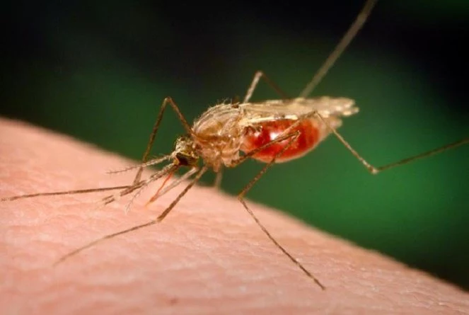 Malaria profilaktyka