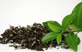 Zielona herbata dawkowanie