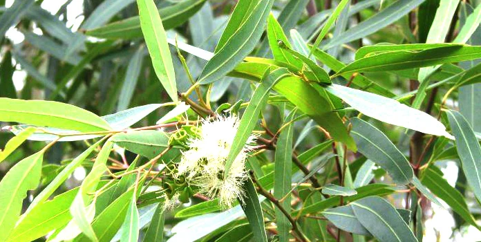 Właściwości olejku eukaliptusowego