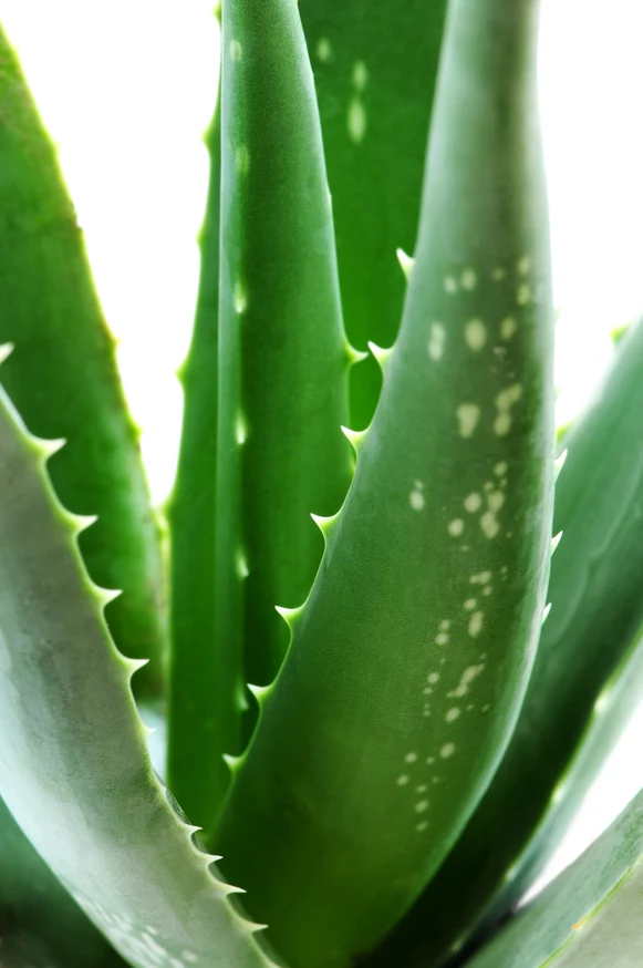 Aloes