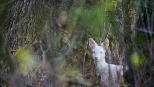 Sarna-albinos sfotografowana na terenie Nadleśnictwa Giżycko