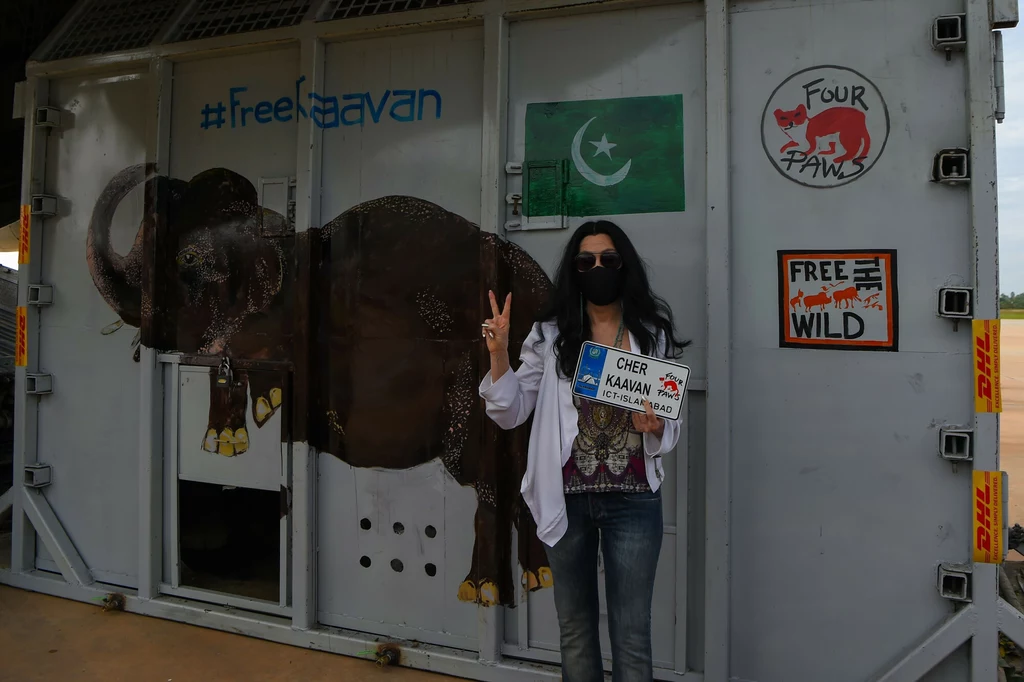 Cher próbowała uratować "najbardziej samotnego słonia świata", Kaavana, który mieszkał w pakistańskim zoo