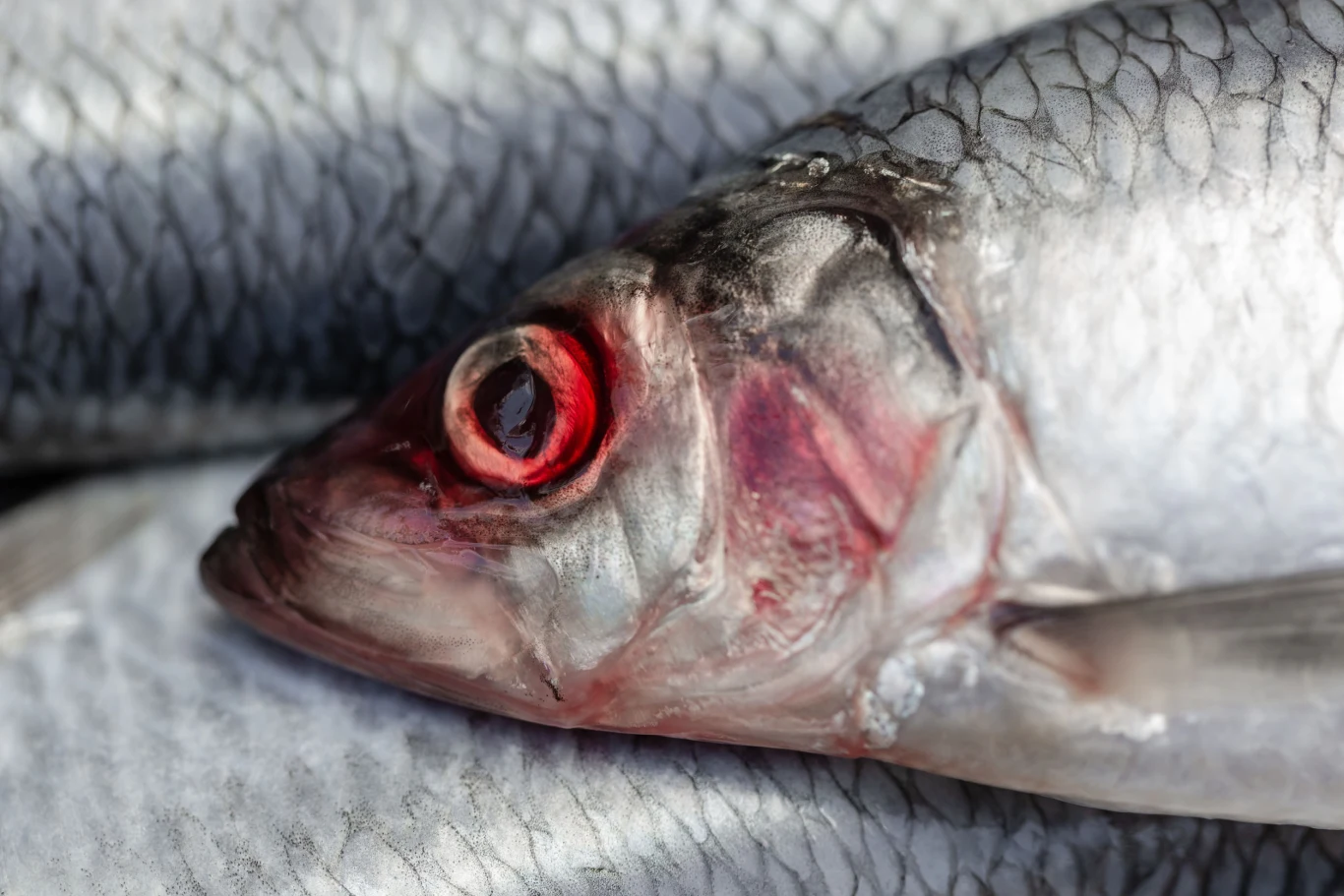 Zdrowy karp powinien mieć krągły brzuch i naturalny kolor. Nie może być poobijany ani posiadać plam czy uszkodzeń na skórze, natomiast kolor skrzeli powinien być ciemnoczerwony, nie blady. Najlepiej wybierać okazy z wypukłymi, szklistymi oczami, o lśniących skrzelach i łuskach, dobrze przylegających do tuszy. Te oznaki świadczą o tym, że ryba jest najwyższej jakości i była przechowywana w dobrych warunkach. 