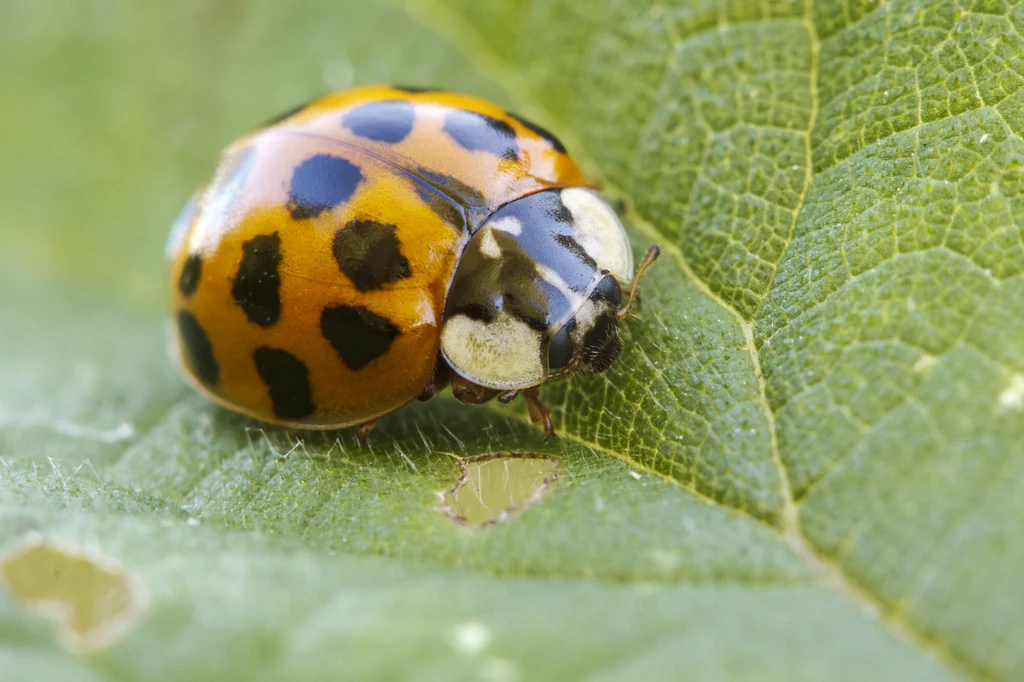 Harmonia axyridis, czyli azjatycka biedronka ninja