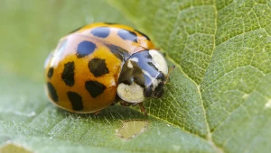 Harmonia axyridis, czyli azjatycka biedronka ninja