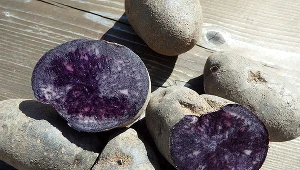 Są zdrowsze niż zwykłe ziemniaki. Teściowa w 5 minut zje wszystkie, gdy podasz do kotleta