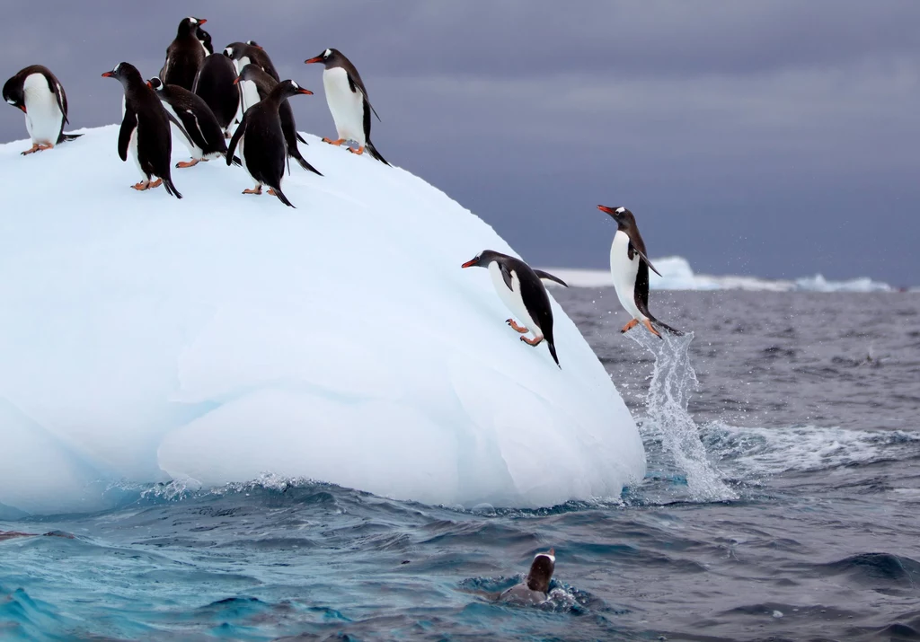 Choć jest to sprzeczne z ich zwyczajową filopatią, pingwiny przenoszą się, gdy nowe warunki nie sprzyjają ich dobrostanowi