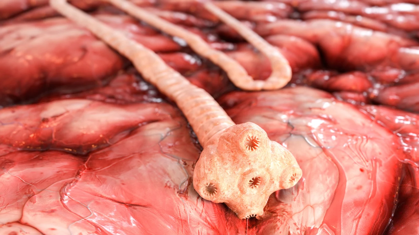 Najgorszy dla ludzi jest tasiemiec uzbrojony Najgorszy dla ludzi jest tasiemiec uzbrojony