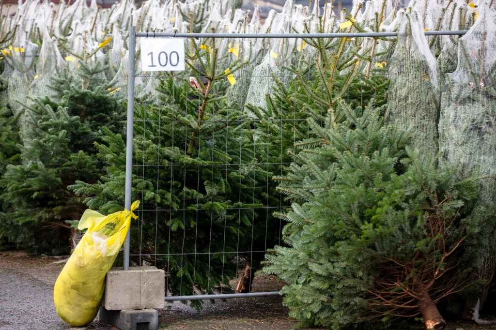 Handel żywymi choinkami nie ustaje