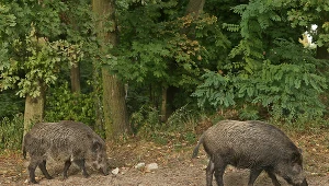 Kraków: Samochód wjechał w dziki