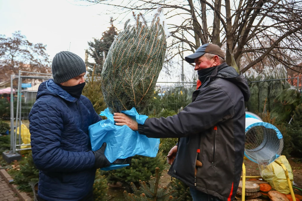 Po świąteczne drzewko nie udajemy się już do lasu, ale... na pobliski targ. Niemniej, tradycja wciąż jest żywa