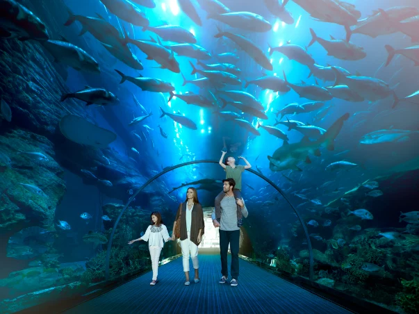 Podwodny świat zwierząt możemy podziwiać, spacerując przeszklonymi korytarzami