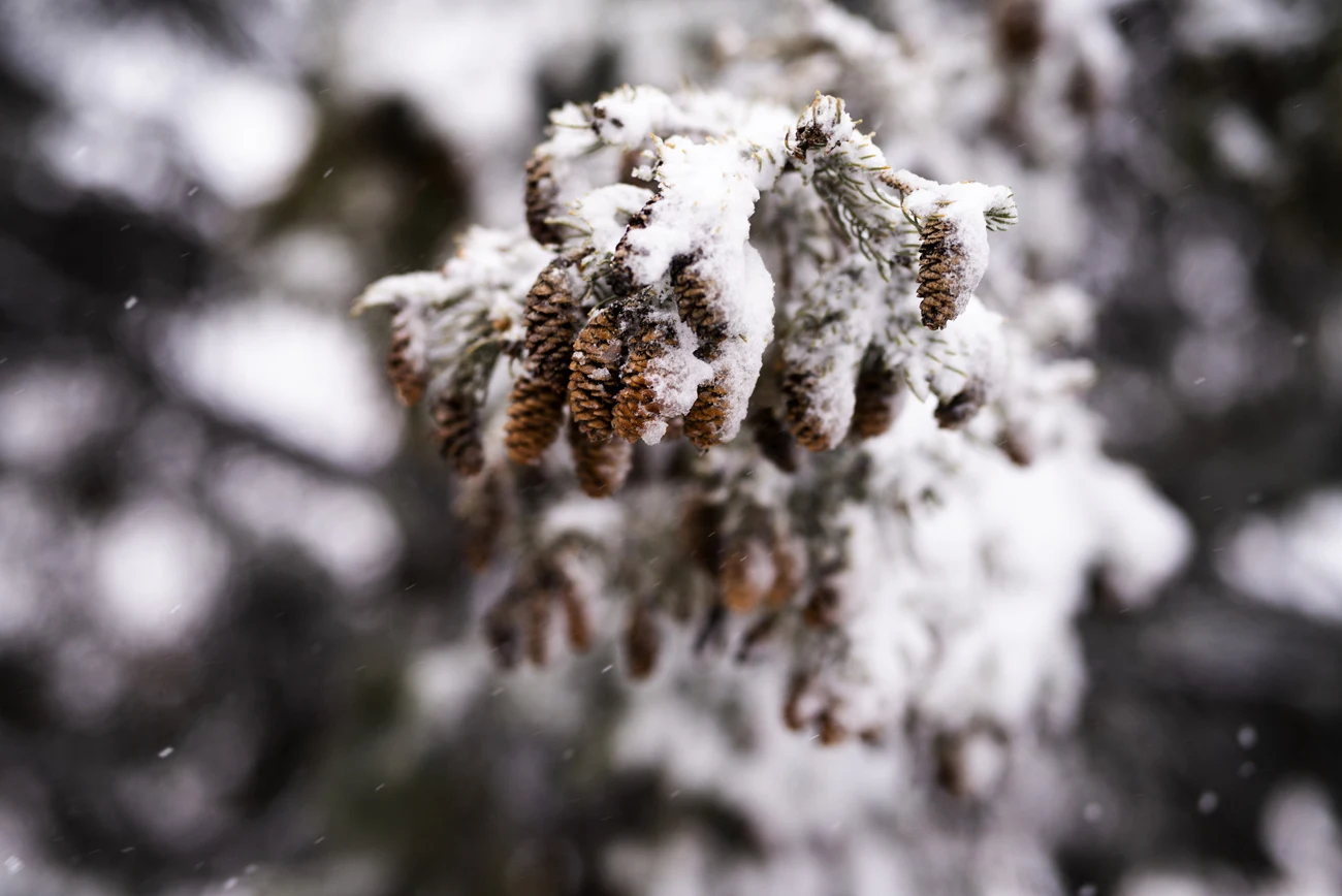 Podczas zimowych spacerów po lesie można znaleźć wiele powodów do zachwytu. 