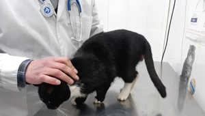 Rosja: Kot uratowany w sortowni śmieci trafił do ministerstwa 