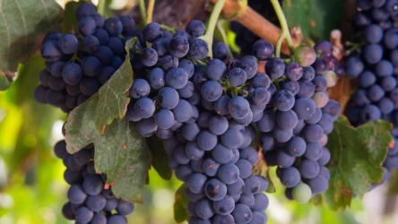 Przytnij winorośl zimą, a w sezonie zbierzesz dorodne owoce. 