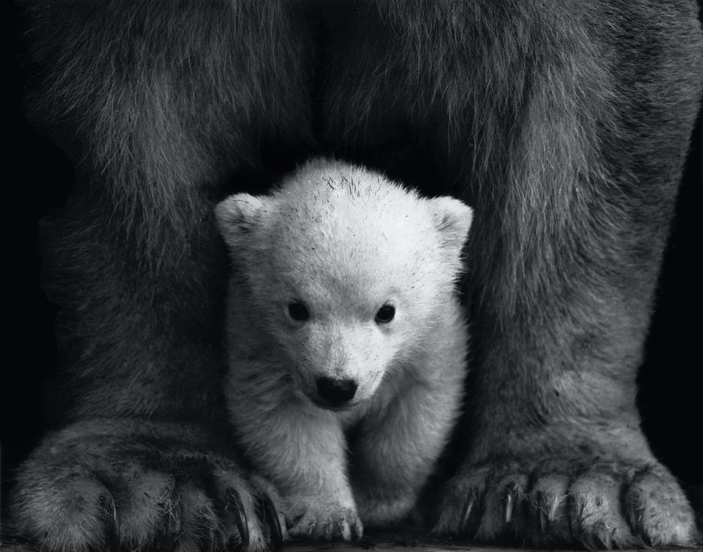 Niedźwiedzie polarne uznano za gatunek zagrożony wyginięciem