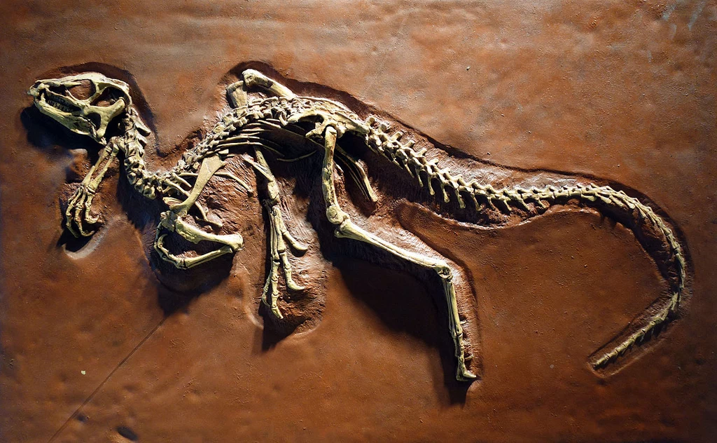 Heterodontozaur dorastał średnio półtora metra. Zamieszkiwał tereny dzisiejszej południowej Afryki
