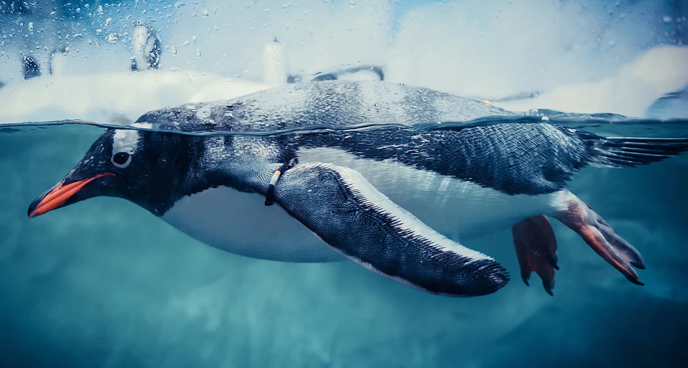 Pingwiny pływają w podobny sposób do latania Pingwiny pływają w podobny sposób do latania