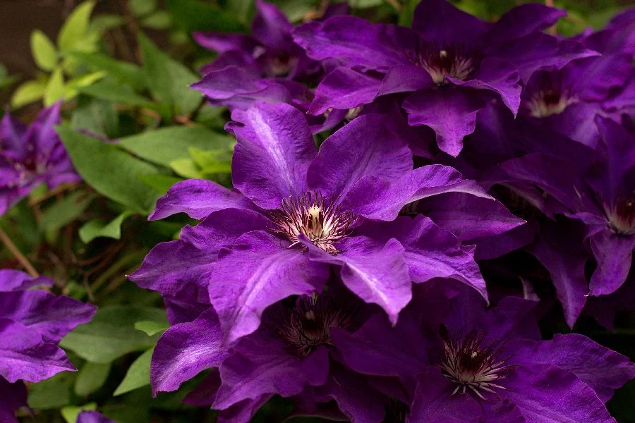 Powojnik oczarowuje swoim wyglądem Powojnik oczarowuje swoim wyglądem