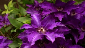 W sierpniu podlej tym powojniki. Będą kwitły całą jesień