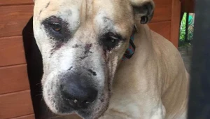 Dramat Jogiego trwał od 2017 roku. Zdjęcie TOZ Opole