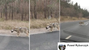 "Wilki od zawsze polują na psy"