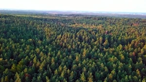 ​NIK krytykuje zarządzanie lasami prywatnymi