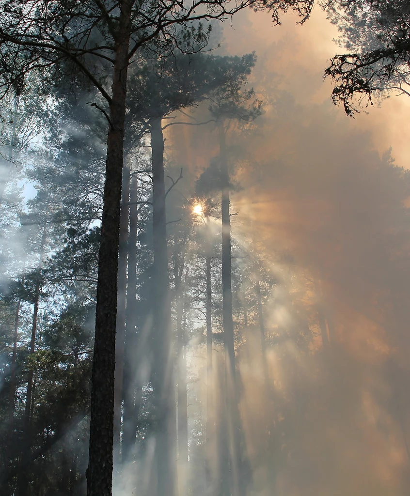 Gdy znikną lasy deszczowe Amazonii, temperatura na Ziemi może wzrosnąć o kolejne 1,5 st. C