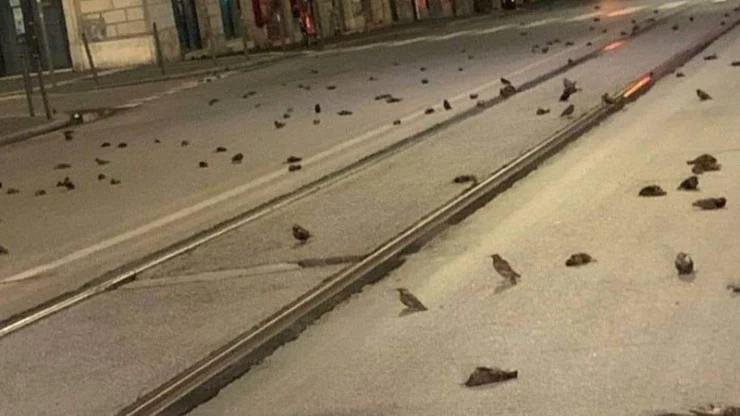Setki ptaków, głównie szpaki, zostały znalezione na rzymskich ulicach od stacji kolejowej Termini po ulice: Cavour i Nazionale Setki ptaków, głównie szpaki, zostały znalezione na rzymskich ulicach od stacji kolejowej Termini po ulice: Cavour i Nazionale