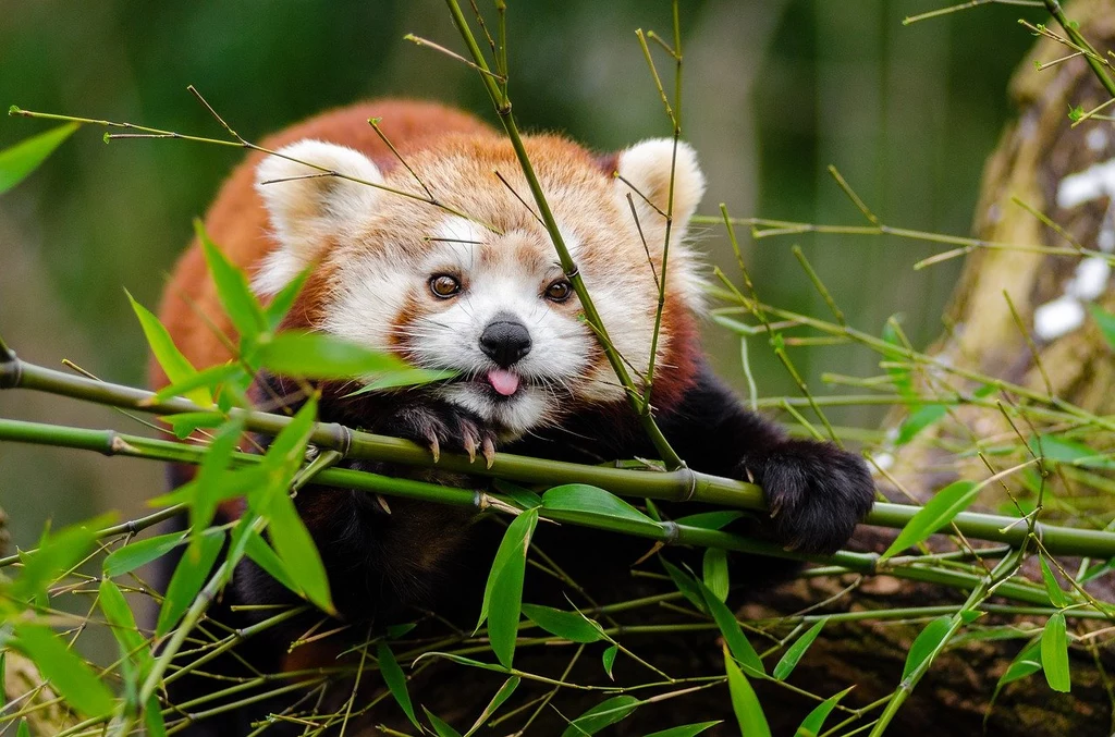 Pandka ruda Pandka ruda
