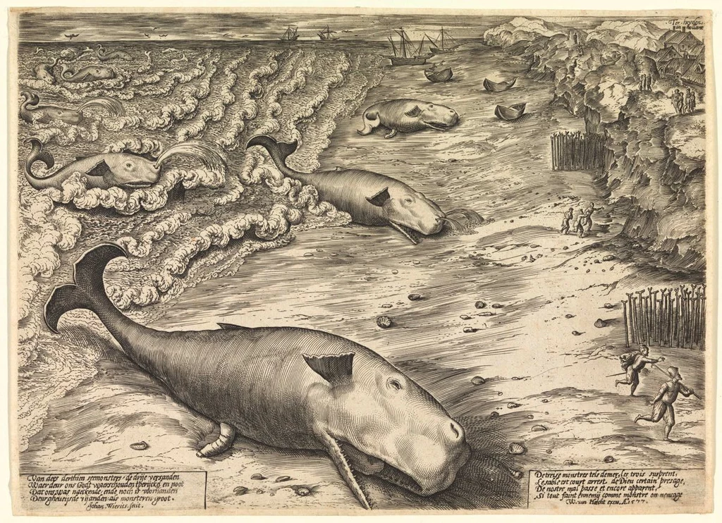 Rycina z 1577 r. autorstwa flamandzkiego artysty Jana Wierixa przedstawiająca wyrzucone na brzeg kaszaloty
