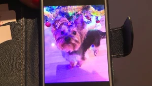 York Timmy zagryziony przez owczarki