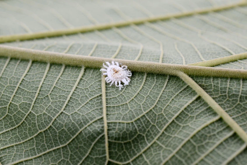 Wełnowce to małe, białe owady, które pokryte są strzępką przypominającą wełnę. Bytując na roślinie, pozbawiają ją soków komórkowych i pokrywają spodnie części liści i łodygi białą, lepką substancją. Jeśli zauważymy wełnowce, należy działać zdecydowanie, gdyż błyskawicznie się rozmnażają i przenoszą na inne okazy. Wiele osób radzi, aby pozbyć się zainfekowanej rośliny, ale można sobie poradzić ze szkodnikami domowymi sposobami. Wystarczy smarować wełnowce patyczkiem kosmetycznym zamoczonym w denaturacie i często przemywać roślinę wodą z mydłem. Wełnowce to małe, białe owady, które pokryte są strzępką przypominającą wełnę. Bytując na roślinie, pozbawiają ją soków komórkowych i pokrywają spodnie części liści i łodygi białą, lepką substancją. Jeśli zauważymy wełnowce, należy działać zdecydowanie, gdyż błyskawicznie się rozmnażają i przenoszą na inne okazy. Wiele osób radzi, aby pozbyć się zainfekowanej rośliny, ale można sobie poradzić ze szkodnikami domowymi sposobami. Wystarczy smarować wełnowce patyczkiem kosmetycznym zamoczonym w denaturacie i często przemywać roślinę wodą z mydłem.