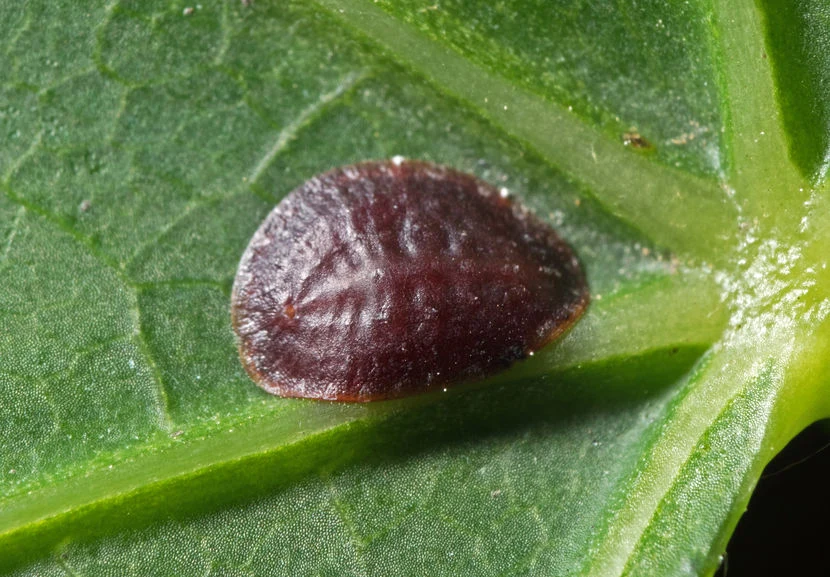 Miseczniki, podobnie jak tarczniki, są okrągłymi owadami i mają zbliżoną do nich wielkość. Jednak różni je kolor pancerzyka, który jest bardzo twardy i przyjmuje brązową barwę, a także trudniej je usunąć z rośliny. Aby się ich pozbyć, trzeba je usuwać ręcznie, np. za pomocą drewnianej szpatułki lub szczoteczki, a miejsce ich występowania posmarować denaturatem lub wodą z mydłem (najlepiej szarym). Miseczniki, podobnie jak tarczniki, są okrągłymi owadami i mają zbliżoną do nich wielkość. Jednak różni je kolor pancerzyka, który jest bardzo twardy i przyjmuje brązową barwę, a także trudniej je usunąć z rośliny. Aby się ich pozbyć, trzeba je usuwać ręcznie, np. za pomocą drewnianej szpatułki lub szczoteczki, a miejsce ich występowania posmarować denaturatem lub wodą z mydłem (najlepiej szarym).