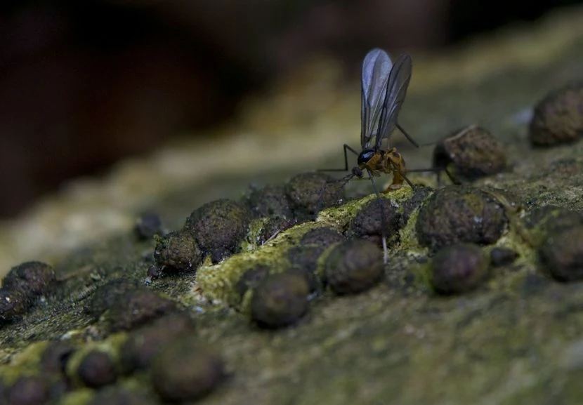 Ziemiórki to małe muszki, które często mylone są z owocówkami. Najczęściej fruwają w pobliżu roślin i żywią się materią organiczną znajdującą się w podłożu. Wbrew pozorom dorosłe owady nie są szkodnikami, jednak ich larwy mogą wywołać ogromne spustoszenie. Jak je rozpoznać? To małe przezroczyste robaczki, które żywią się np. korzeniami często je uszkadzając i infekując chorobami grzybiczymi. Jak się ich pozbyć? Można w ich pobliżu umieścić żółte karteczki z lepiącą substancją, do których przyczepią się dorosłe owady (nie będą mogły złożyć jaj) albo całkowicie usunąć podłoże, dokładnie umyć korzenie i umieścić całą roślinę w nowej doniczce z ziemią. Ziemiórki to małe muszki, które często mylone są z owocówkami. Najczęściej fruwają w pobliżu roślin i żywią się materią organiczną znajdującą się w podłożu. Wbrew pozorom dorosłe owady nie są szkodnikami, jednak ich larwy mogą wywołać ogromne spustoszenie. Jak je rozpoznać? To małe przezroczyste robaczki, które żywią się np. korzeniami często je uszkadzając i infekując chorobami grzybiczymi. Jak się ich pozbyć? Można w ich pobliżu umieścić żółte karteczki z lepiącą substancją, do których przyczepią się dorosłe owady (nie będą mogły złożyć jaj) albo całkowicie usunąć podłoże, dokładnie umyć korzenie i umieścić całą roślinę w nowej doniczce z ziemią.