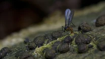 Ziemiórki to małe muszki, które często mylone są z owocówkami. Najczęściej fruwają w pobliżu roślin i żywią się materią organiczną znajdującą się w podłożu. Wbrew pozorom dorosłe owady nie są szkodnikami, jednak ich larwy mogą wywołać ogromne spustoszenie. Jak je rozpoznać? To małe przezroczyste robaczki, które żywią się np. korzeniami często je uszkadzając i infekując chorobami grzybiczymi. Jak się ich pozbyć? Można w ich pobliżu umieścić żółte karteczki z lepiącą substancją, do których przyczepią się dorosłe owady (nie będą mogły złożyć jaj) albo całkowicie usunąć podłoże, dokładnie umyć korzenie i umieścić całą roślinę w nowej doniczce z ziemią. 