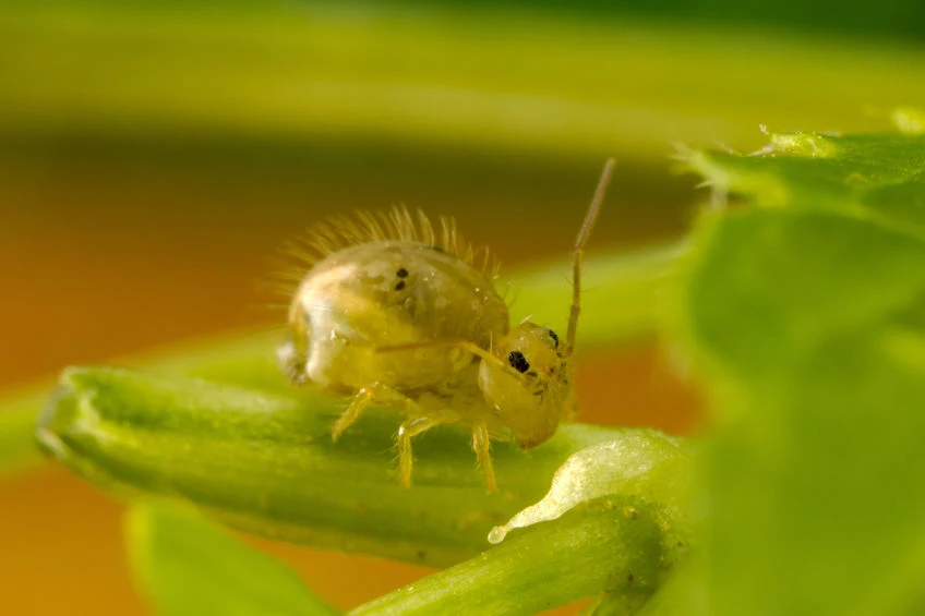 Skoczogonki to małe drobne owady, które mogą być białe, czerwone, zielone lub pomarańczowe. Masowo pojawiają się w doniczkach, szybko poruszając się po podłożu. Nie są one zagrożeniem dla roślin, ale mogą u niektórych wywołać obrzydzenie. Można pozbyć się ich w prosty sposób: wystarczy doniczkę zanurzyć w wodzie na kilka godzin, po czym ją wylać. Skoczogonki to małe drobne owady, które mogą być białe, czerwone, zielone lub pomarańczowe. Masowo pojawiają się w doniczkach, szybko poruszając się po podłożu. Nie są one zagrożeniem dla roślin, ale mogą u niektórych wywołać obrzydzenie. Można pozbyć się ich w prosty sposób: wystarczy doniczkę zanurzyć w wodzie na kilka godzin, po czym ją wylać.